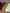 Color-Memories (plrd)